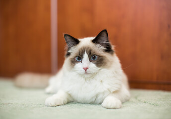 Fototapeta na wymiar Beautiful young white purebred Ragdoll cat with blue eyes