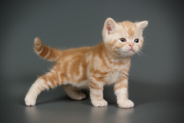 American shorthair cat on colored backgrounds