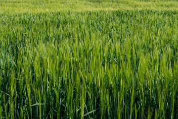 Cultirvo de cebada verde en primavera