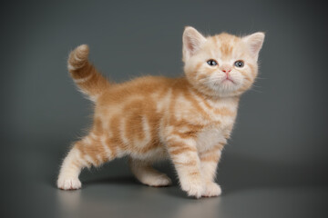 American shorthair cat on colored backgrounds