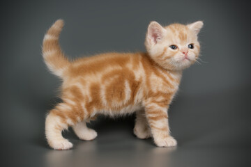 American shorthair cat on colored backgrounds