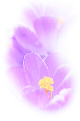 Soft focus image of springtime bright violet crocuses in close-up. Ideal artwork for your home decor canvas print