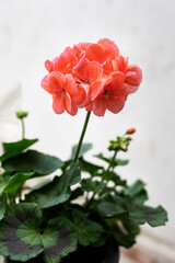 Obraz premium Beautiful colored geranium blooming