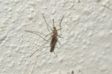 close-up of mosquito isolated on white wall