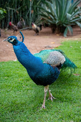 Fototapeta premium peacock with big feathers in a park. peacock in zoo, colorful peacock
