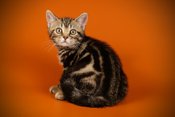 American shorthair cat on colored backgrounds