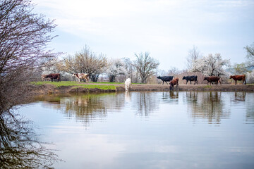 Fototapeta premium A group of cows drinks water from a lake in a field, trees are blooming around and the grass turns green. The field is part of agricultural land. It's a spring day in Russia.