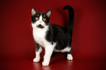 American shorthair cat on colored backgrounds