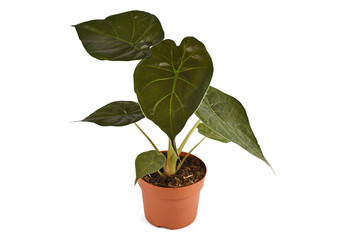 Tropical 'Alocasia Wentii' houseplant with dark green leaves in flower pot isolated on white background