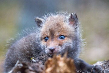 red fox in the wild