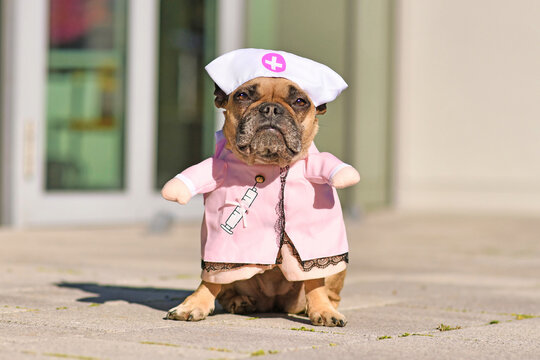 French Bulldog Dog Dressed Up With Pink Nurse Costume With Fake Arms