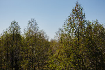 treetops against the blue sky
