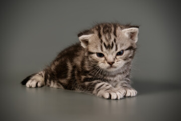 American shorthair cat on colored backgrounds
