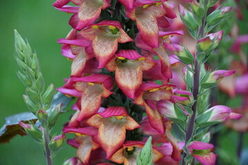 Beautiful Hybrid foxglove 'Digiplexis Illumination Flame' upright flowers © Khairil
