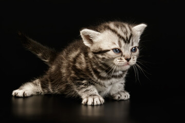 American shorthair cat on colored backgrounds