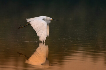 Snowy egret with a missing foot dragging a wing in the water