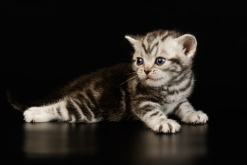 Obraz premium American shorthair cat on colored backgrounds