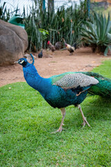 Obraz premium peacock with big feathers in a park. peacock in zoo, colorful peacock
