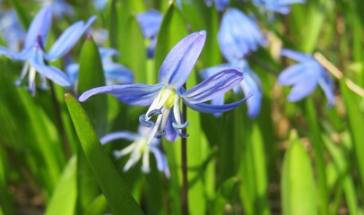 Closeup of beautiful spring snowdrop flowers