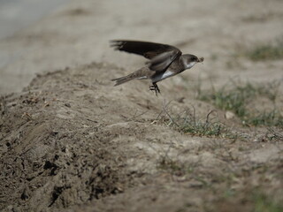 sand martin (Riparia riparia) in flight with nesting material