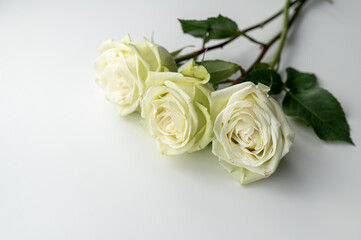 Three white roses on a white table.