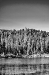 Fototapeta premium Forest around Mount Rainier in summer season