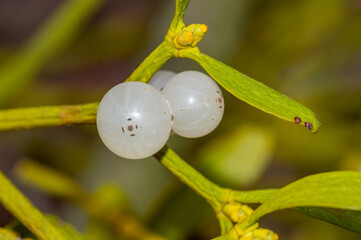 White berries of a European mistletoe (Viscum album).