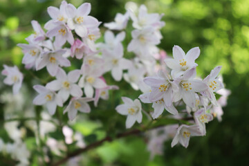 A branch of tender white bellflowers in a park. Close up.