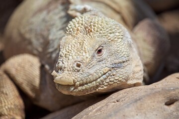 Closeup head on  portrait of Galápagos Land Iguana (Conolophus subcristatus) resting Galapagos Islands, Ecuador.