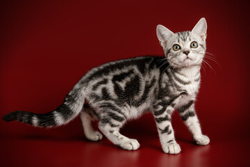 American shorthair cat on colored backgrounds