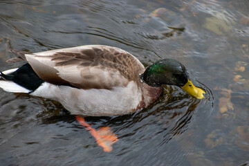 close up of a duck hunting for food on the water