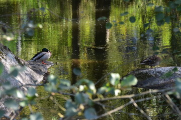 PATOS