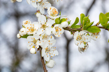 Macro photo of Blossom of Mirabelle plum.