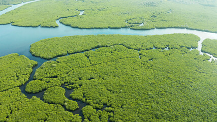 Aerial view of rivers in tropical mangrove forests. Mangrove landscape, Siargao,Philippines.