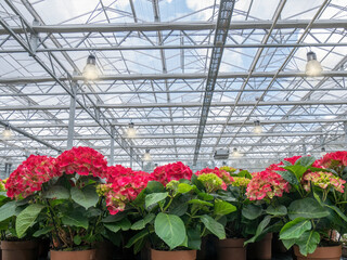 Indoor flower nursery with growing Hortensia 