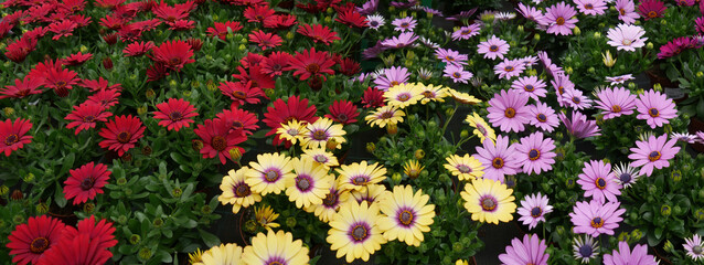 Meadow of colorful marguerites - 429485871
