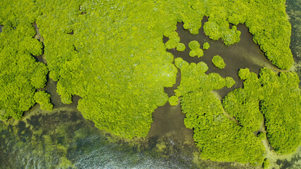 Aerial view of rivers in tropical mangrove forests. Mangrove landscape, Siargao,Philippines.