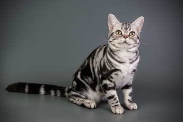 American shorthair cat on colored backgrounds