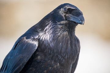 Close up shot of a common raven in northern Canada with natural colored blurred background. Beautiful black, shiny coat, feathers of wild bird looking around curious. 