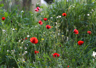 field of red poppies
