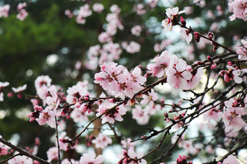 Fototapeta na wymiar Bright white flowers. Apricot, cherry, apple,plum blossom. Fruit trees in the spring. Future fruits