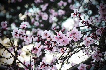 Bright white flowers. Apricot, cherry, apple,plum blossom. Fruit trees in the spring. Future fruits