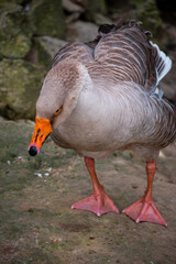 Duck in a park, duck in a zoo. Exotic goose in farm
