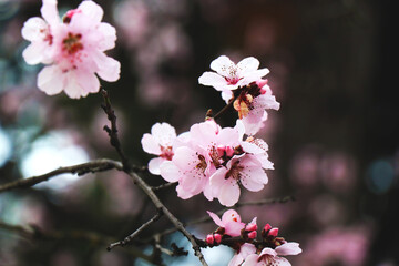 Bright white flowers. Apricot, cherry, apple,plum blossom. Fruit trees in the spring. Future fruits