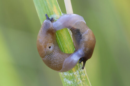 「Slugg」の画像 - 4,083 件の Stock 写真、ベクターおよびビデオ | Adobe Stock
