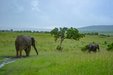 Fototapeta na wymiar Parent and child elephant walking in a rainy savannah