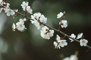 tree blossom
