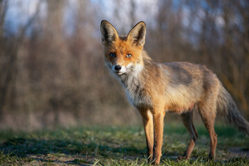 Red fox in the wild. Vulpes vulpes