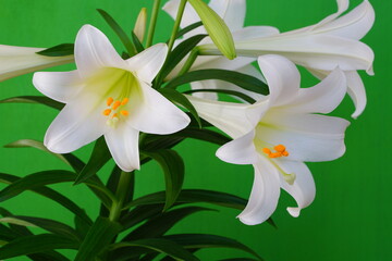 Fototapeta na wymiar Fragrant white and yellow trumpet flowers of Easter Lily flowers (lilium longiflorum) in the spring