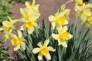 Yellow first narcissus. Spring flower. Sunny day